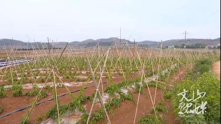 博天堂·918-官方网站|真人游戏品牌